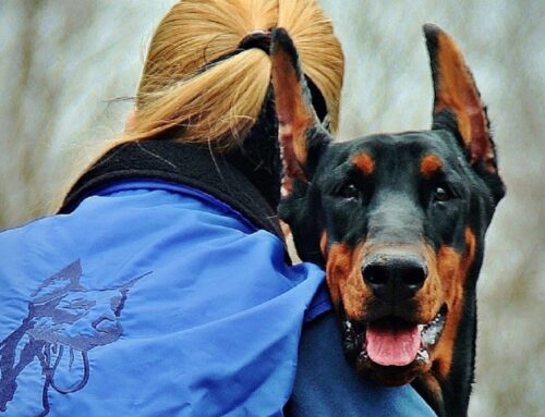 Aggressioni da parte di cani, OIPA: “Regolamentare la detenzione di determinate tipologie”