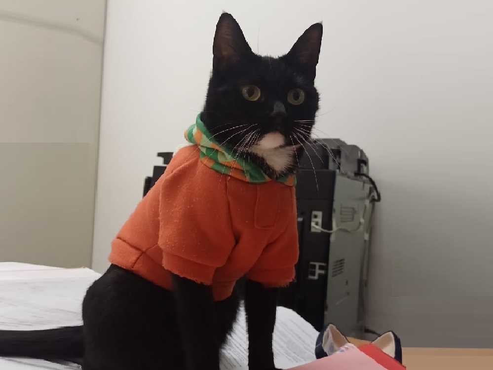 gatto_gris_bolivia_castelnuovo_di_porto