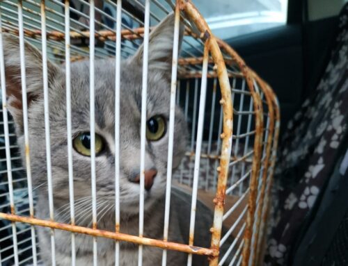 Volontarie de I Miao di Rieti: “Siamo al collasso!”