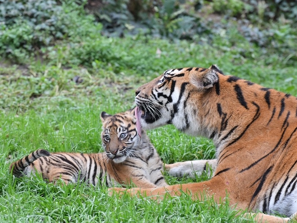 kala_tigre_sumatra_con_mamma_bioparco_di_roma