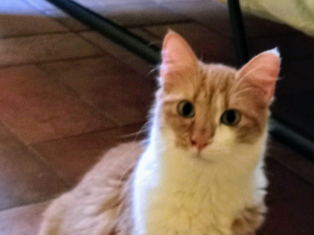 malvin_gatto_rosso_morto_tiziana_nobili