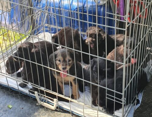 Nove nuovi cuccioli scovati in Sabina