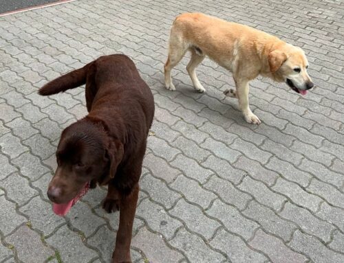 Eccoli i due Labrador segnalati davanti al Rosatelli di Rieti
