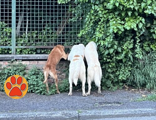 Tre cani senza collare da soli in viale Maraini (Rieti). Chi li ha persi?