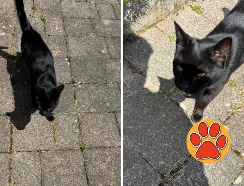 Gatto nero trovato in un cortile a Vazia