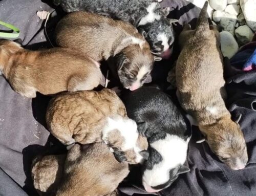 Trovati 9 cuccioli di cane abbandonati a Casaprota