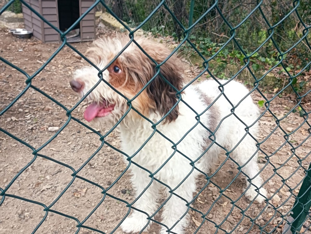 cane-ilaria_nobili_salaria_per_roma