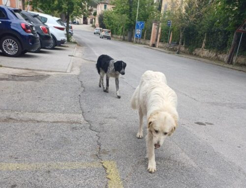 Due cani affaticati camminano in strada a Poggio Mirteto