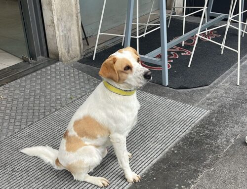 Tornato a casa il cagnolone trovato davanti al City Bar (Rieti)