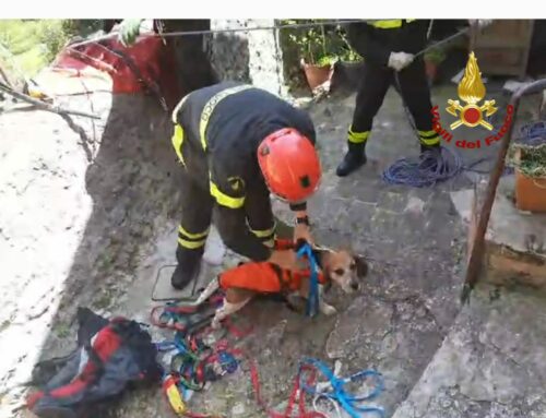 Salvato cane caduto da una parete rocciosa