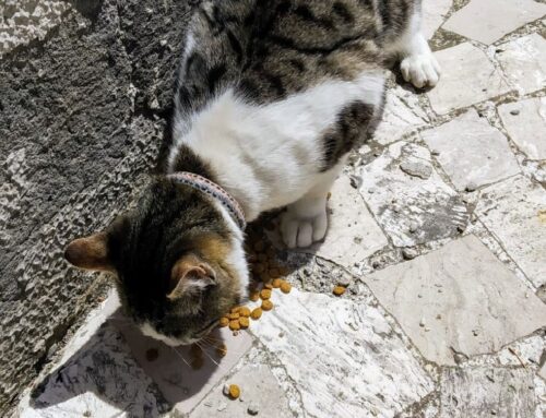 Rieti, gatto trovato in strada in una zona molto trafficata. Ha campanellino