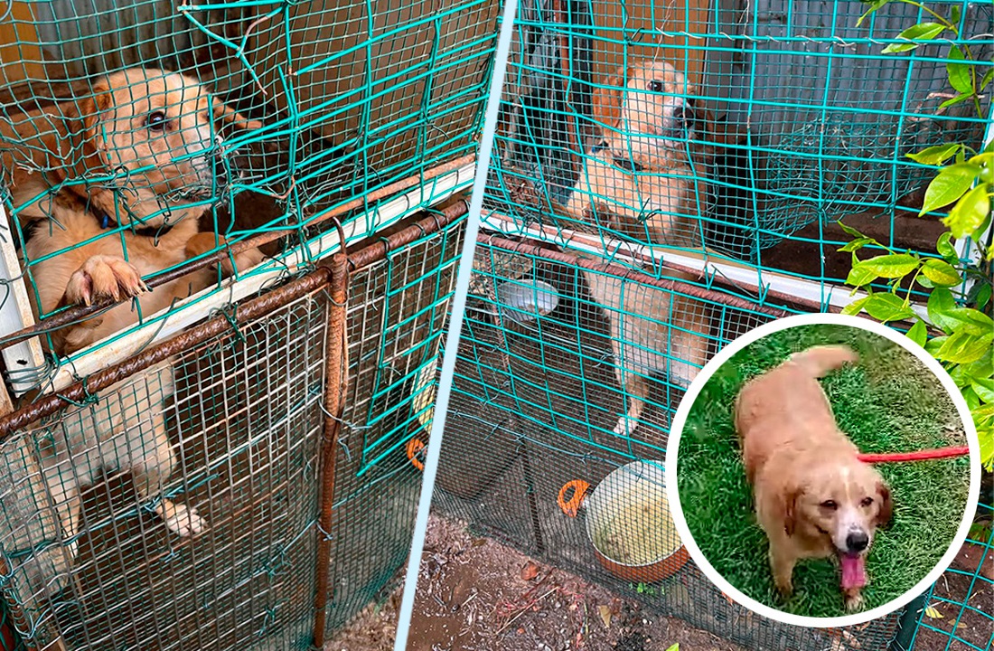 Cagnolina tondo