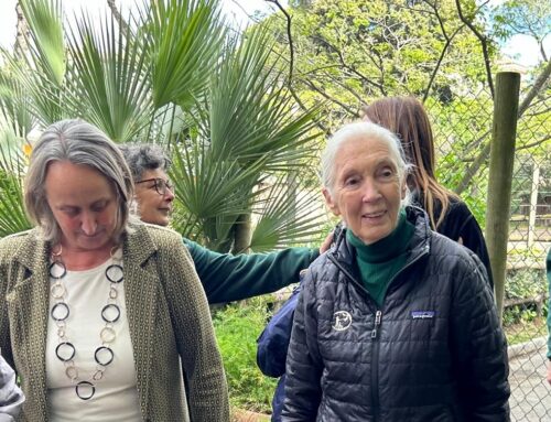 Jane Goodall al BioParco di Roma, presentato il coordinamento tra zoo italiani per il benessere degli scimpanzé