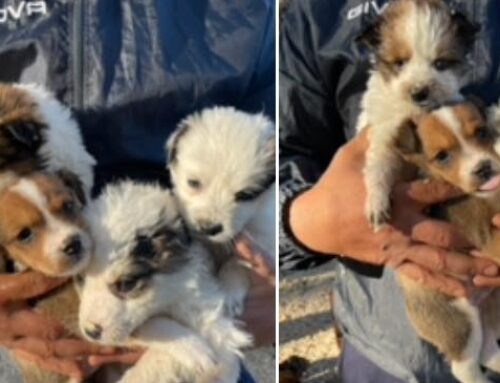 Otto cuccioli di cane dal Gargano (Puglia) aspettano una tua chiamata