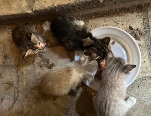 Cinque gattini aspettano la tua chiamata