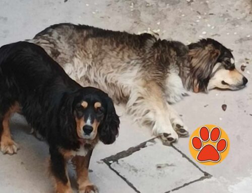 Due cagnolini trovati a Cantalice davanti un’abitazione. Chi li ha smarriti?