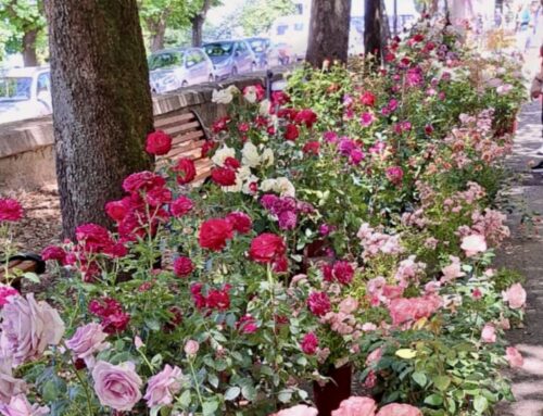 “Passeggiando tra le rose”, il 1° giugno ospite anche Tesori a quattro zampe – PROGRAMMA COMPLETA