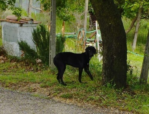 Cane impaurito a Montopoli di Sabina, vagante in strada da solo
