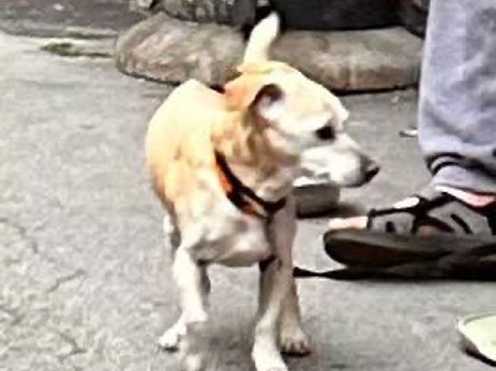 cane_charlie_monica_valenzi_