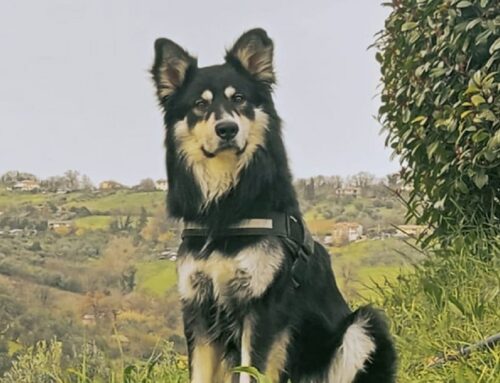 Cane perso a Poggio Mirteto vicino al Birrificio Sabino