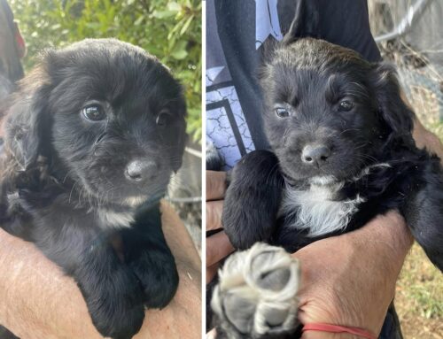 Cuccioli di cane trovati a Guidonia Montecelio. I volontari cercano adozioni per loro