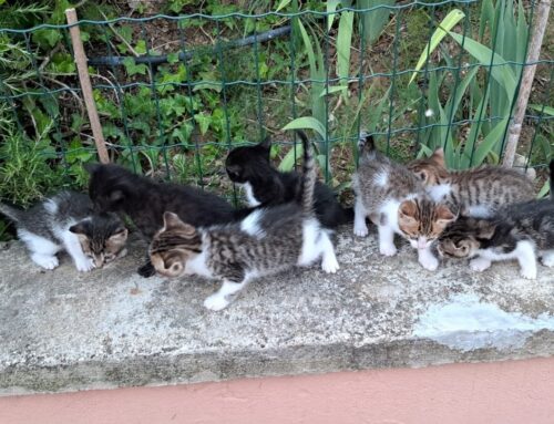 Sette amorevoli gattini frizzantini cercano adozioni e tanto amore dalla Sabina