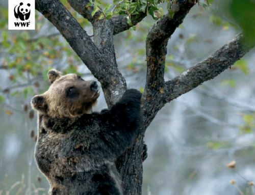 Per la Festa della Mamma il WWF organizza raccolta fondi per salvare gli ultimi 60 orsi marsicani sull’Appennino