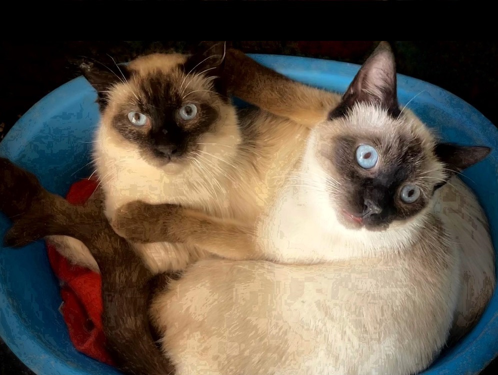 gatti_siamesi_marianna_nucci_smil_e_thai