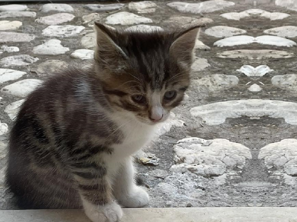 gatto_gattino_p&f