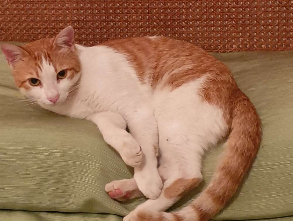 gatto_rosso_antonella_boccia_via_giarratana_