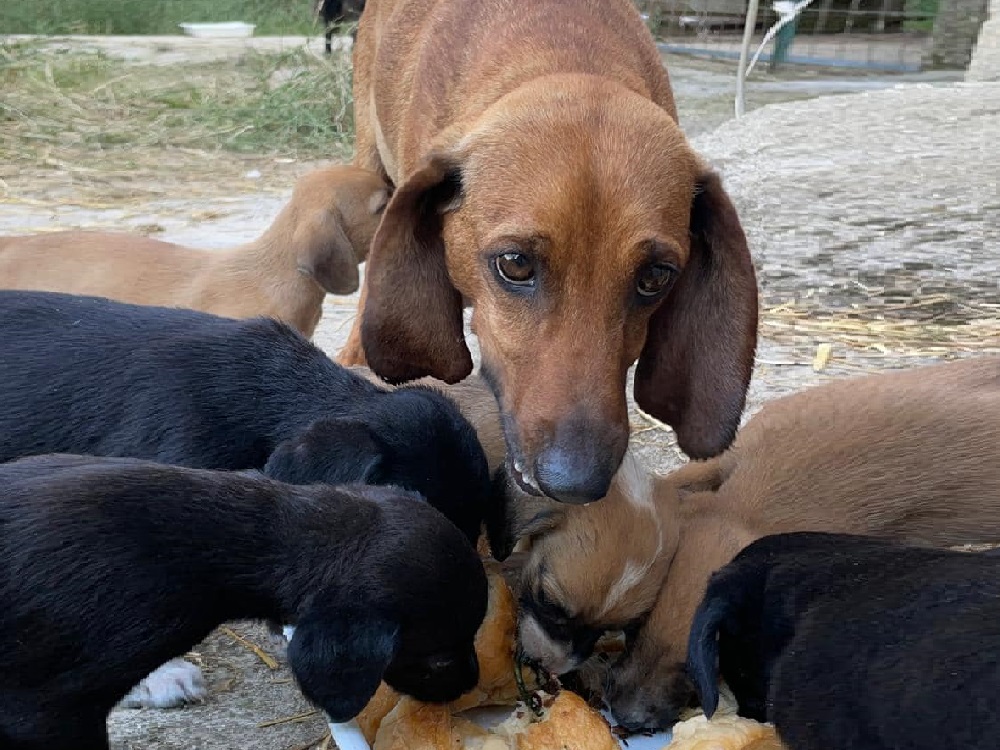 cane_cagnolina_segugia_diana_stefano_proietti