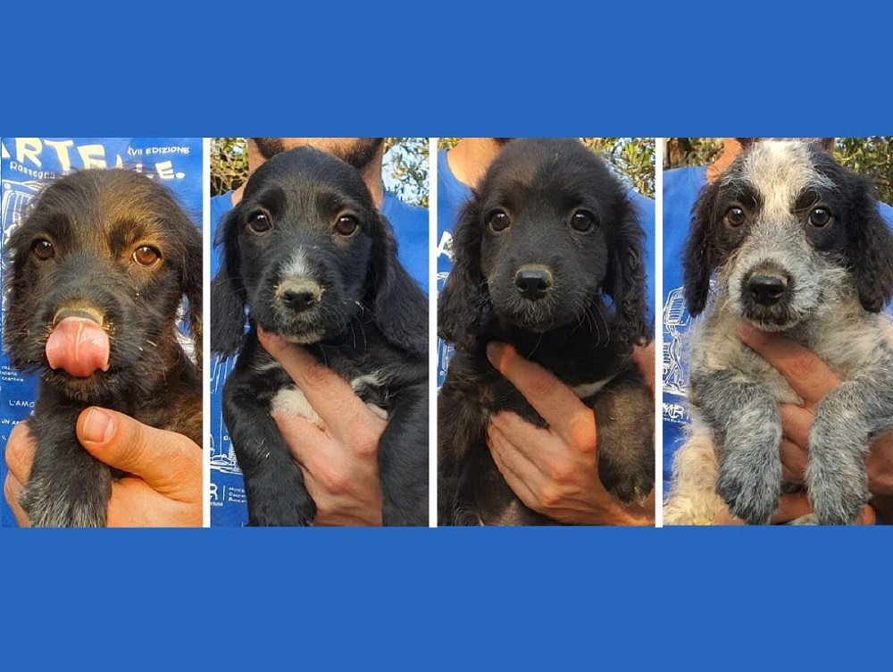 cane_cani_cuccioli_annamaria_selci_estate_2024_