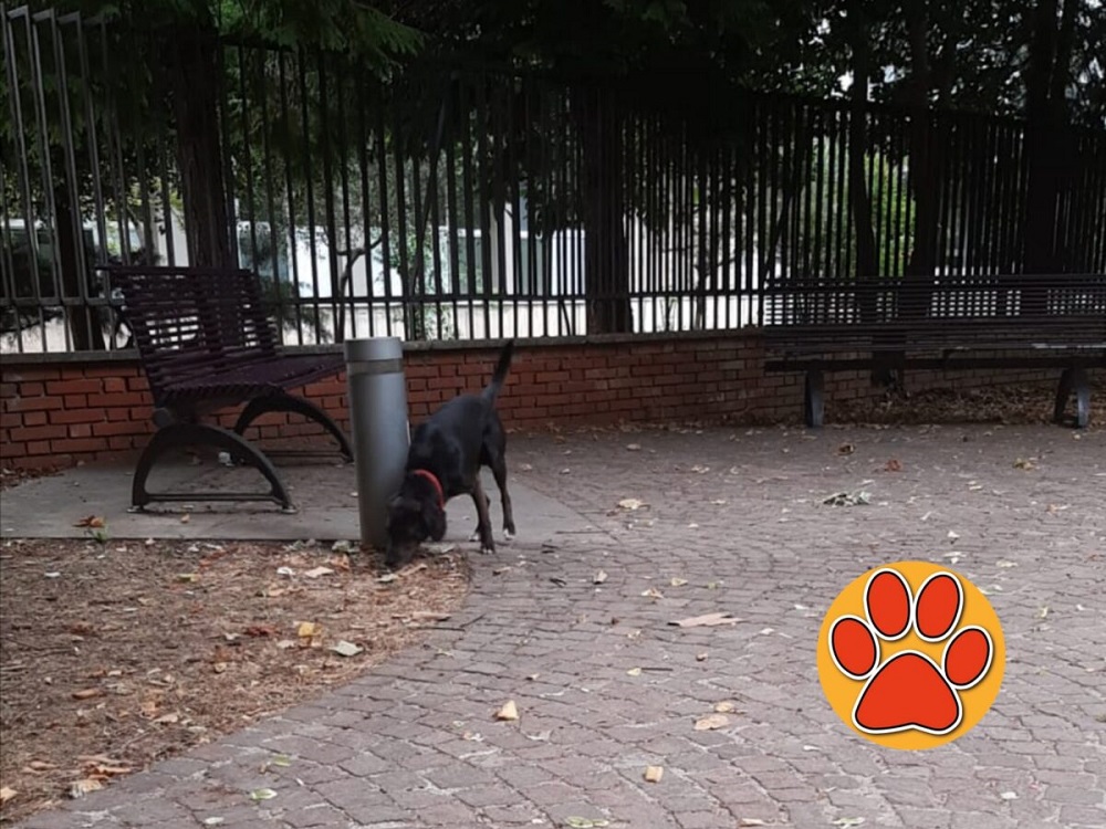 cane_cani_viale_maraini