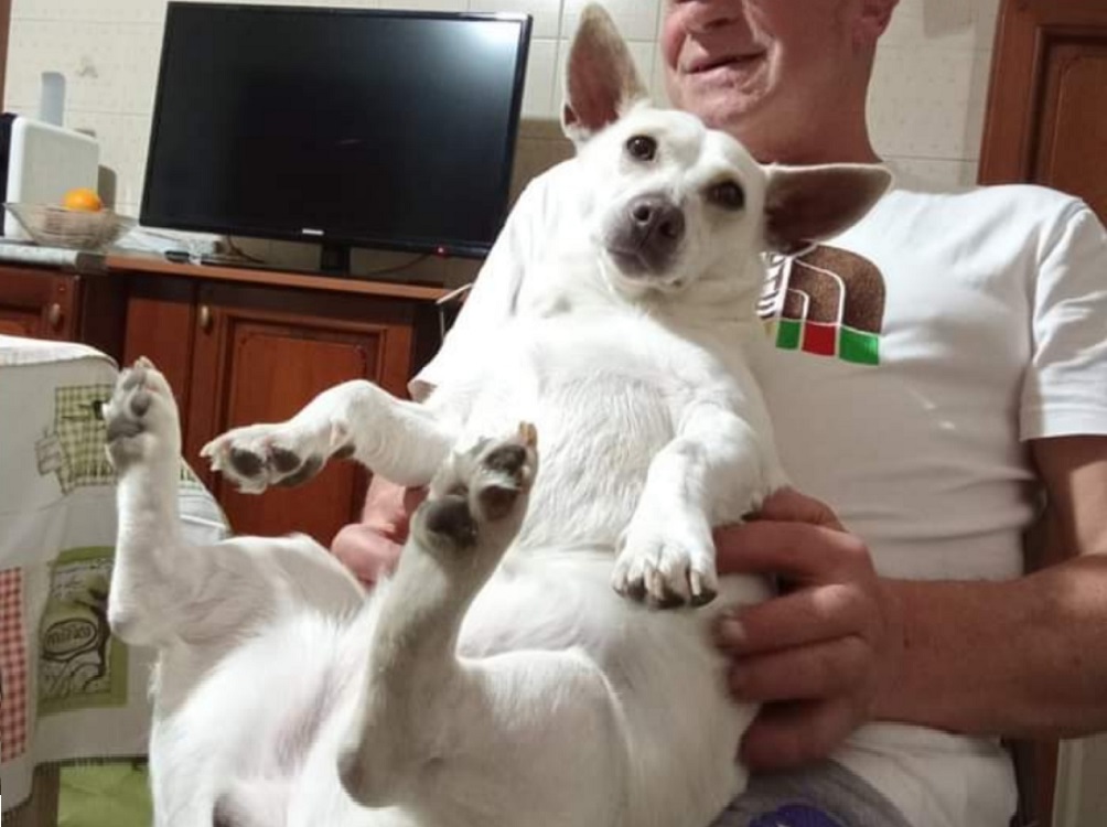cane_santa_rufina