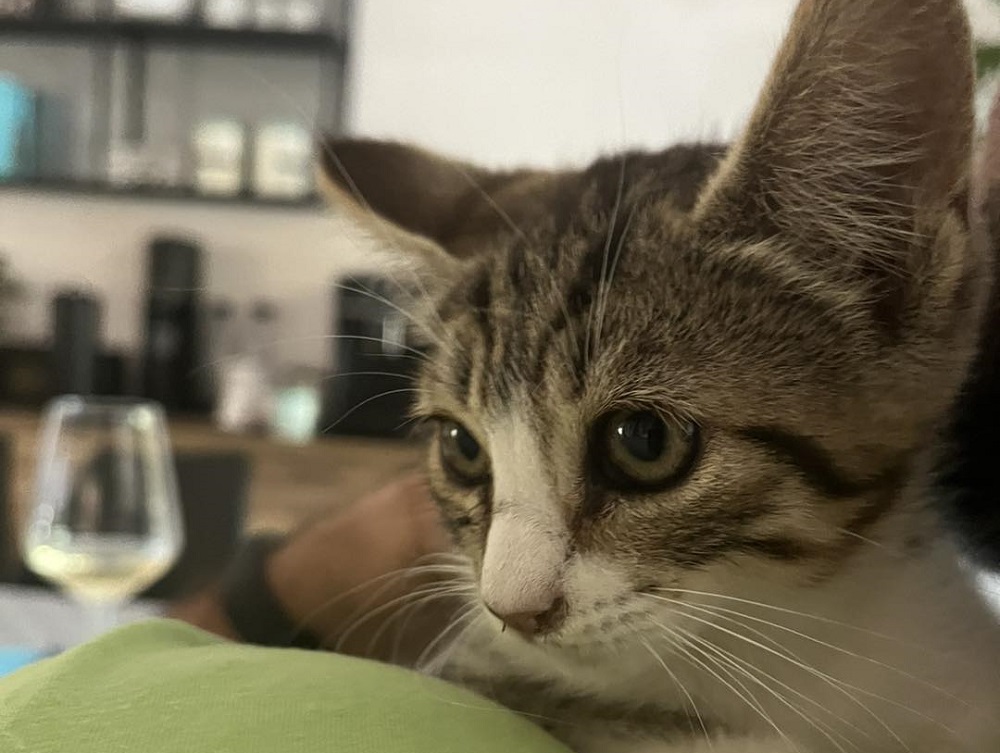 gatta_gattina_principessa_op&f