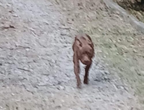 Cucciolo di simil PitBull vagante silla Salaria per L’Aquila altezza distributore