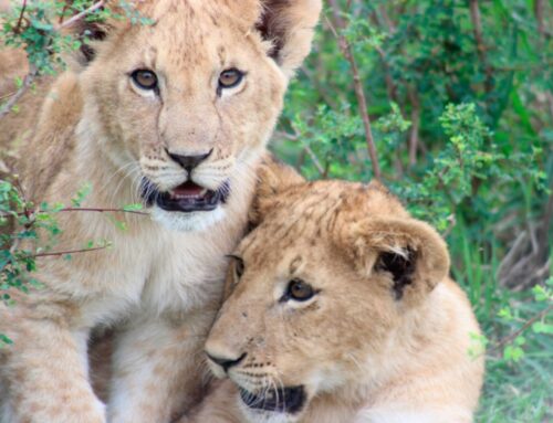 Leone, WWF: “Dall’India un segnale di speranza. Nel Gujarat la popolazione è aumentata del 32%”