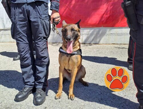 Su Rete4 domenica 25 ottobre i cani dei Carabinieri che salvano vite