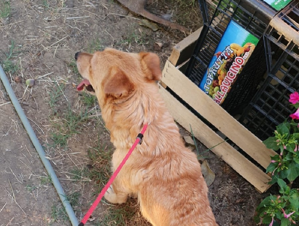 cane_annamaria_selvi_