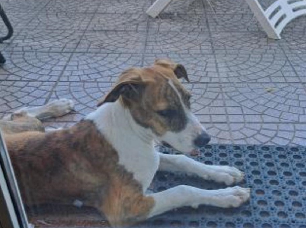 cane_cagnolino_passo_corese