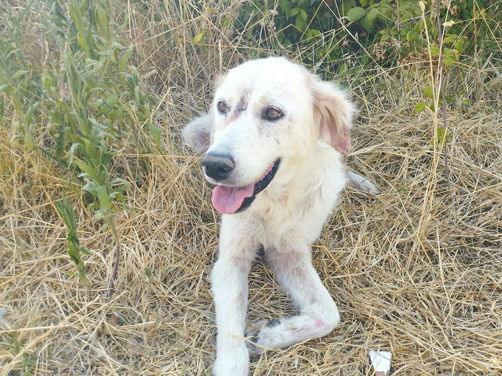 cane_osteria_nuova-maria-laura_sciarpelletti