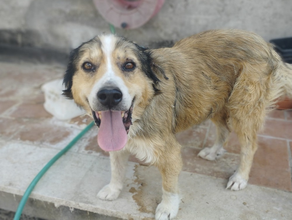 cane_osteria_nuova_maria-laura_sciarpelletti_2