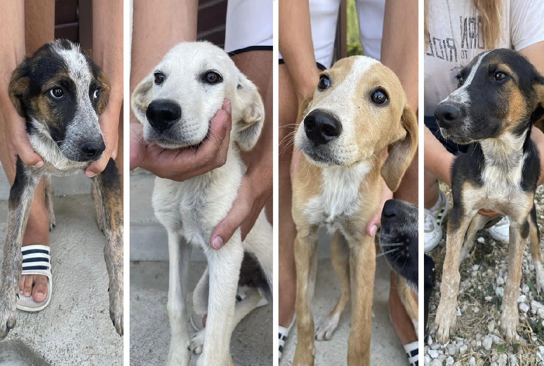 cani_karolina_rieti_