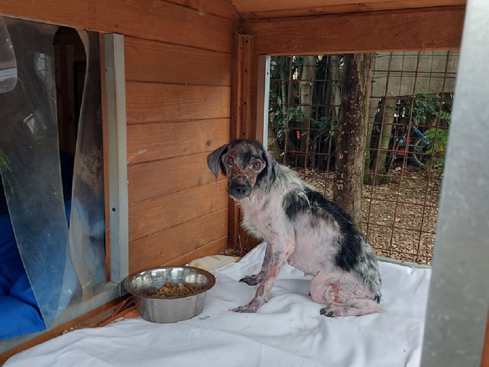 cane_amici_fiocco