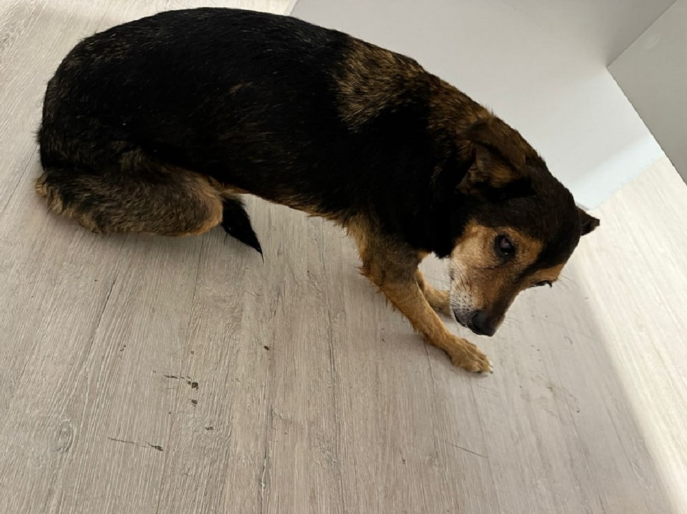 cane_cagnolino_COOP_futura_ENEL