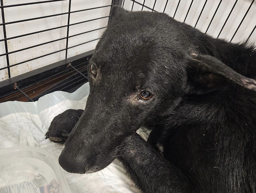 cane_cagnolone_canile_sanitario_rieti