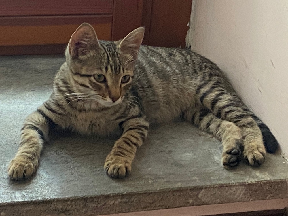 gatto_otto_sandra_rocca_sinibalda