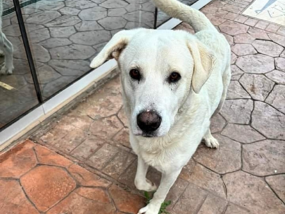 cane_bianco_gavignano_p&f