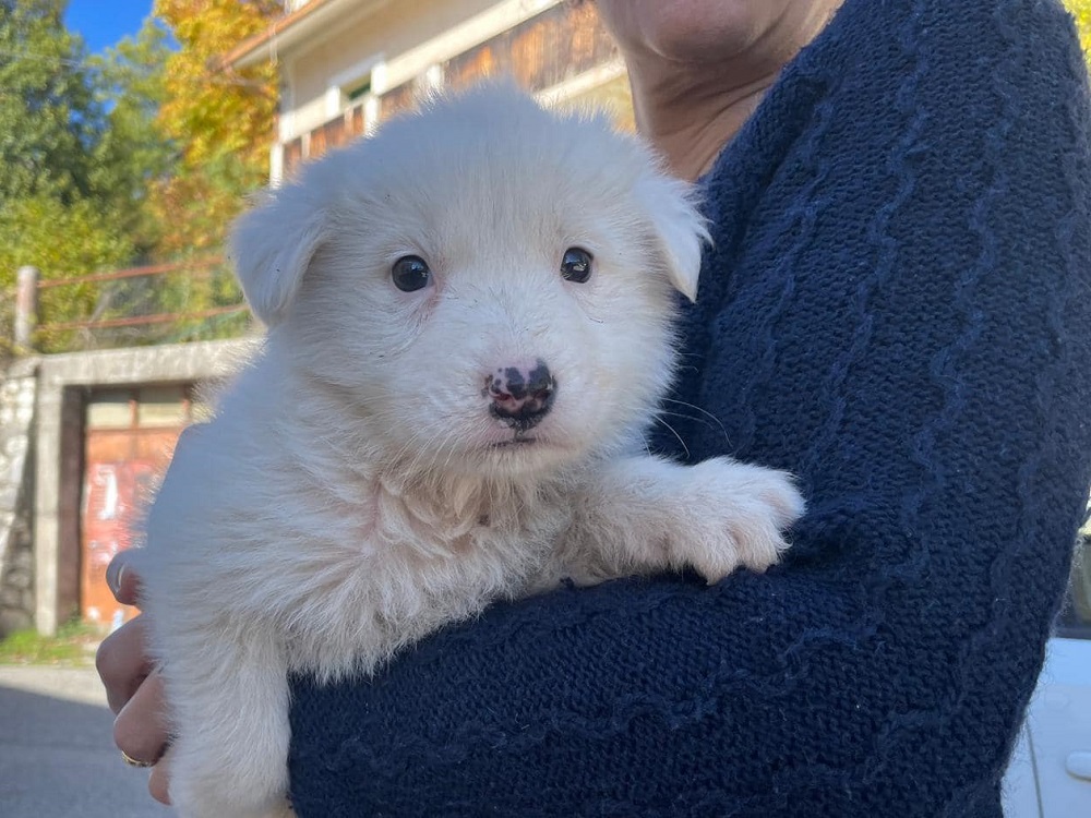 cane_cagnolino-cucciolo_brusciano_rieti