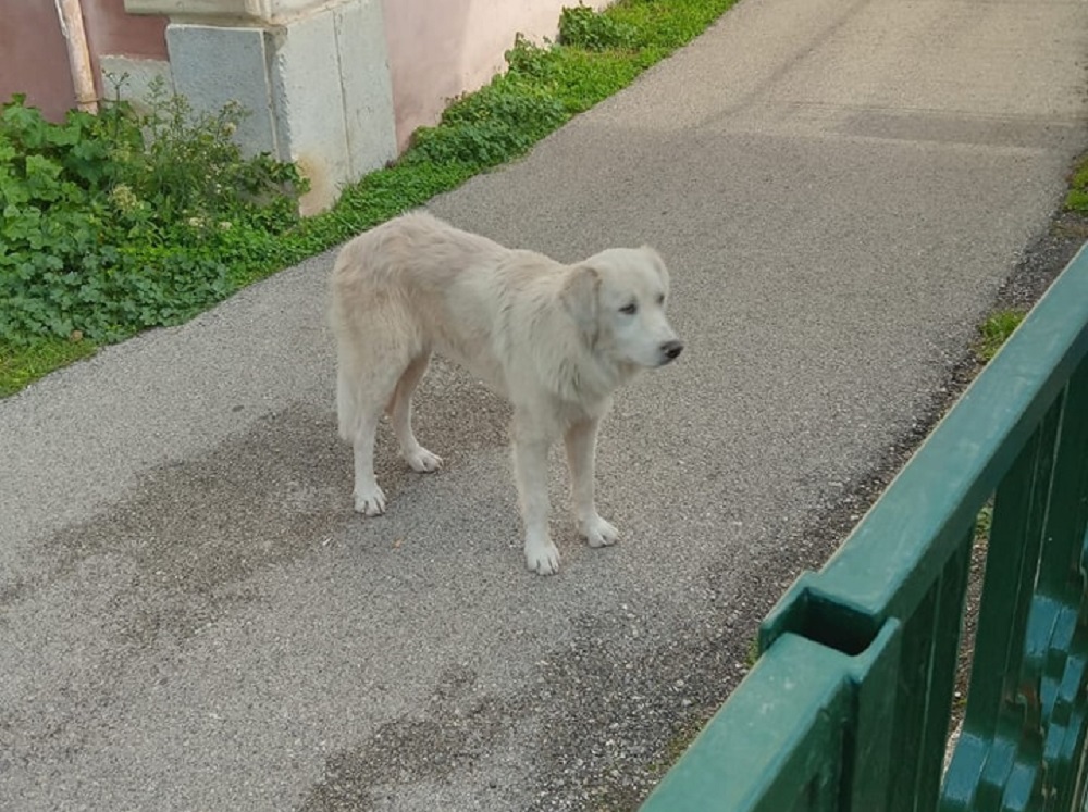 cane_cani_castel_san_pietro